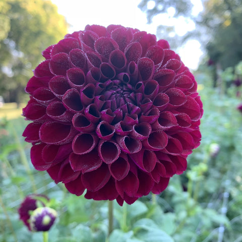 Dahlia Jessie G - Sunny Meadows Flower Farm