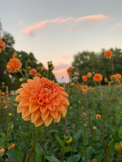 Dahlia Maarn - Sunny Meadows Flower Farm
