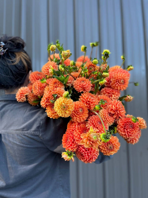 Dahlia Maarn - Sunny Meadows Flower Farm