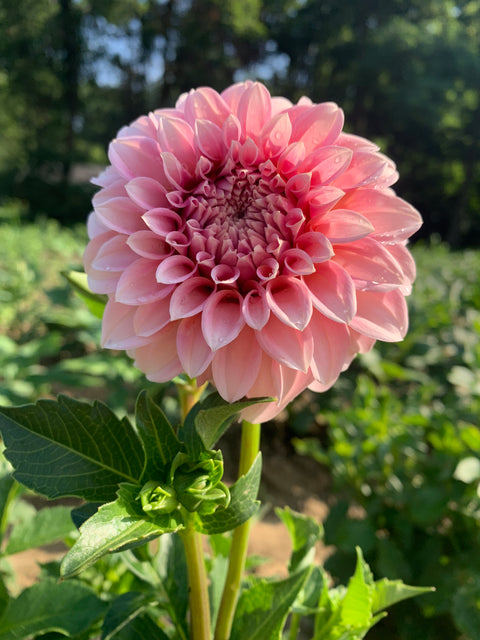 Dahlia Peaches N Cream - Sunny Meadows Flower Farm