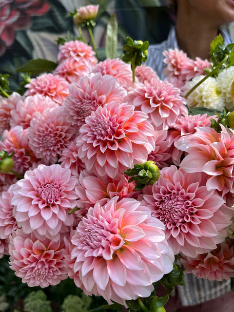 Dahlia Peaches N Cream - Sunny Meadows Flower Farm