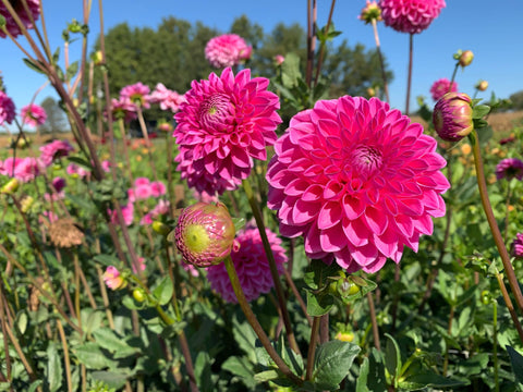Dahlia Peter - Sunny Meadows Flower Farm