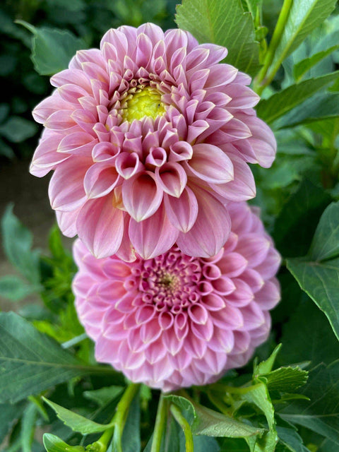 Dahlia Rock Run Ashley - Sunny Meadows Flower Farm