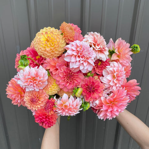 Dahlia Sunset Mix- 10 tubers - Sunny Meadows Flower Farm