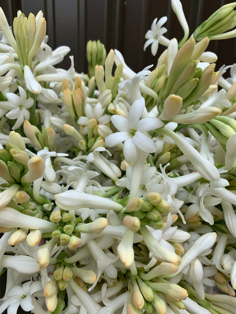 Tuberose - Sunny Meadows Flower Farm